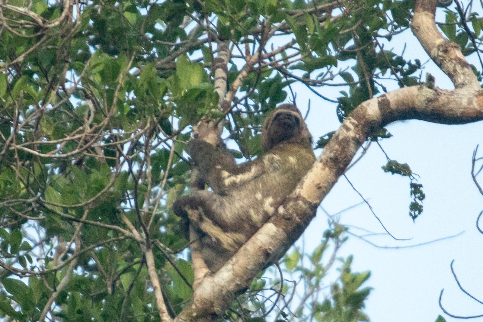 Expedición Selva Amazónica - 5 Días